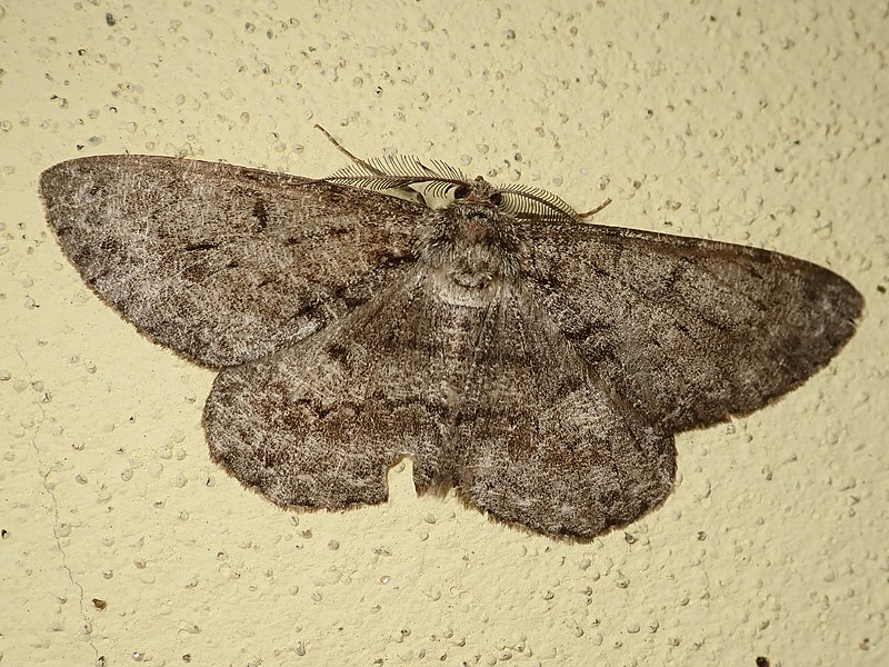 un altro Geometridae:  Hypomecis punctinalis